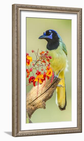 Texas, Hidalgo County. Green Jay on Log-Jaynes Gallery-Framed Photographic Print