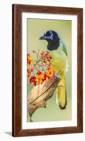 Texas, Hidalgo County. Green Jay on Log-Jaynes Gallery-Framed Photographic Print