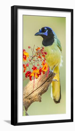 Texas, Hidalgo County. Green Jay on Log-Jaynes Gallery-Framed Photographic Print