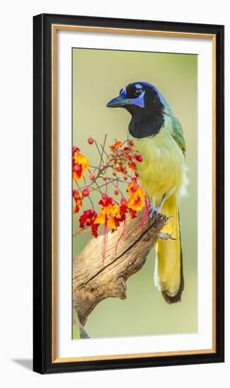 Texas, Hidalgo County. Green Jay on Log-Jaynes Gallery-Framed Photographic Print