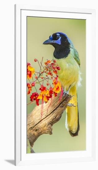 Texas, Hidalgo County. Green Jay on Log-Jaynes Gallery-Framed Photographic Print