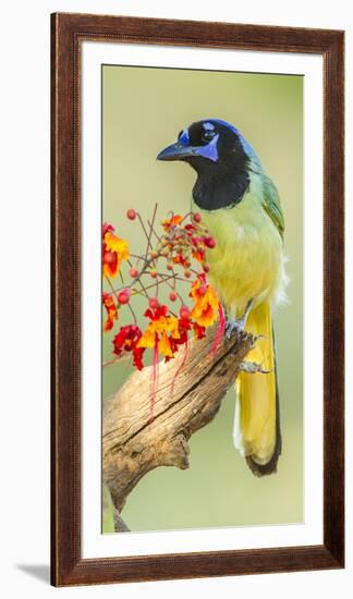 Texas, Hidalgo County. Green Jay on Log-Jaynes Gallery-Framed Photographic Print