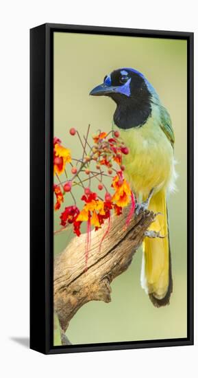 Texas, Hidalgo County. Green Jay on Log-Jaynes Gallery-Framed Premier Image Canvas