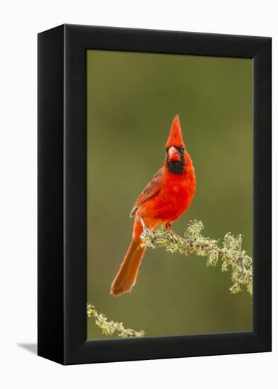 Texas, Hidalgo County. Male Cardinal on Limb-Jaynes Gallery-Framed Premier Image Canvas