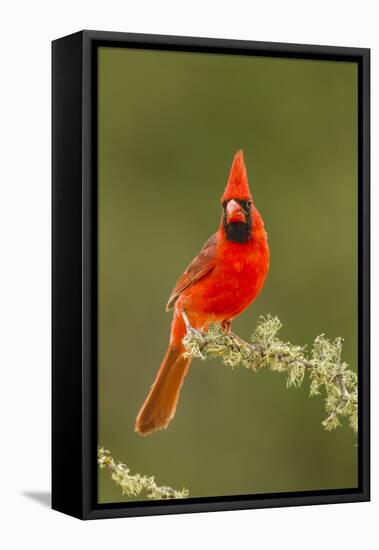 Texas, Hidalgo County. Male Cardinal on Limb-Jaynes Gallery-Framed Premier Image Canvas