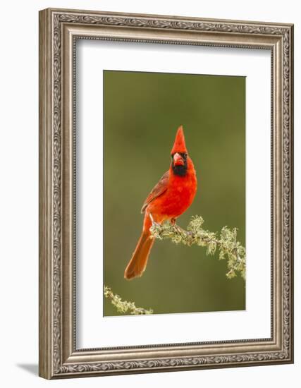 Texas, Hidalgo County. Male Cardinal on Limb-Jaynes Gallery-Framed Photographic Print