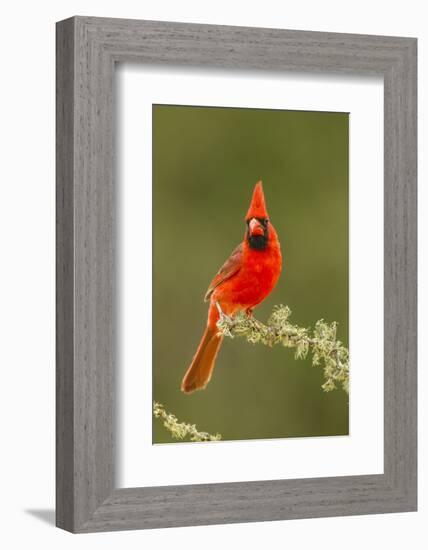 Texas, Hidalgo County. Male Cardinal on Limb-Jaynes Gallery-Framed Photographic Print