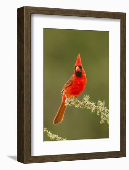 Texas, Hidalgo County. Male Cardinal on Limb-Jaynes Gallery-Framed Photographic Print