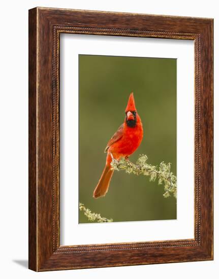 Texas, Hidalgo County. Male Cardinal on Limb-Jaynes Gallery-Framed Photographic Print