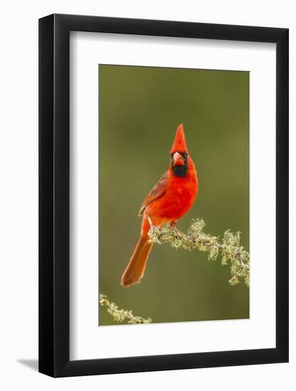 Texas, Hidalgo County. Male Cardinal on Limb-Jaynes Gallery-Framed Photographic Print