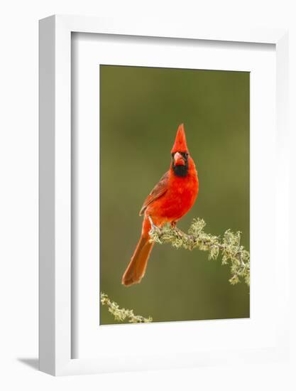 Texas, Hidalgo County. Male Cardinal on Limb-Jaynes Gallery-Framed Photographic Print