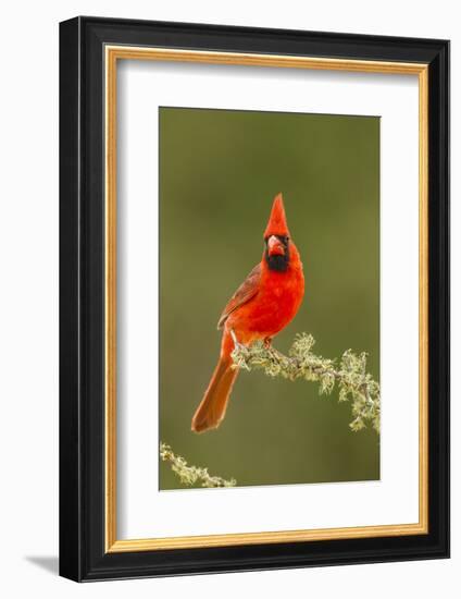 Texas, Hidalgo County. Male Cardinal on Limb-Jaynes Gallery-Framed Photographic Print