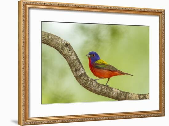 Texas, Hidalgo County. Male Painted Bunting on Limb-Jaynes Gallery-Framed Photographic Print