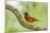 Texas, Hidalgo County. Male Painted Bunting on Limb-Jaynes Gallery-Mounted Photographic Print