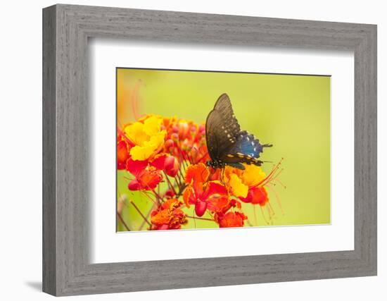 Texas, Hidalgo County. Pipevine Swallowtail Butterfly on Flower-Jaynes Gallery-Framed Photographic Print