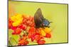 Texas, Hidalgo County. Pipevine Swallowtail Butterfly on Flower-Jaynes Gallery-Mounted Photographic Print