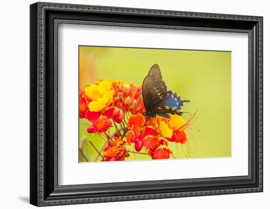 Texas, Hidalgo County. Pipevine Swallowtail Butterfly on Flower-Jaynes Gallery-Framed Photographic Print