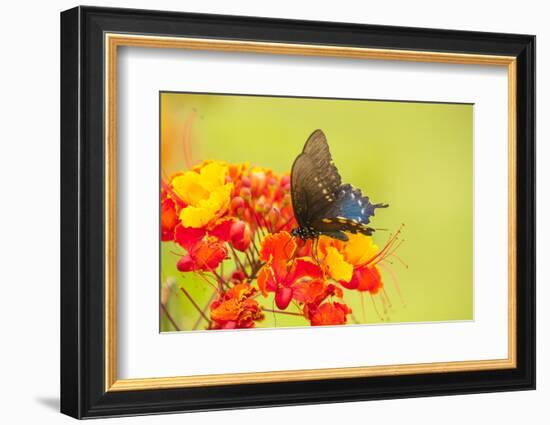 Texas, Hidalgo County. Pipevine Swallowtail Butterfly on Flower-Jaynes Gallery-Framed Photographic Print