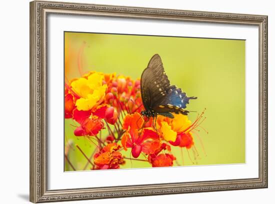 Texas, Hidalgo County. Pipevine Swallowtail Butterfly on Flower-Jaynes Gallery-Framed Photographic Print