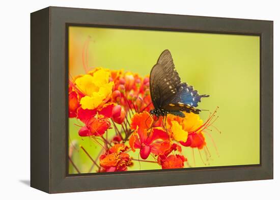 Texas, Hidalgo County. Pipevine Swallowtail Butterfly on Flower-Jaynes Gallery-Framed Premier Image Canvas