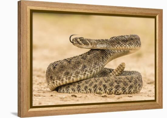 Texas, Hidalgo County. Western Diamondback Rattlesnake Coiled to Strike-Jaynes Gallery-Framed Premier Image Canvas