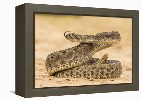 Texas, Hidalgo County. Western Diamondback Rattlesnake Coiled to Strike-Jaynes Gallery-Framed Premier Image Canvas