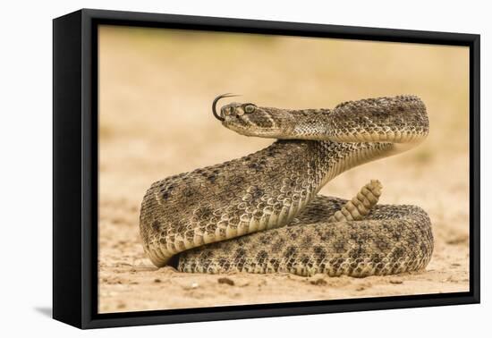 Texas, Hidalgo County. Western Diamondback Rattlesnake Coiled to Strike-Jaynes Gallery-Framed Premier Image Canvas