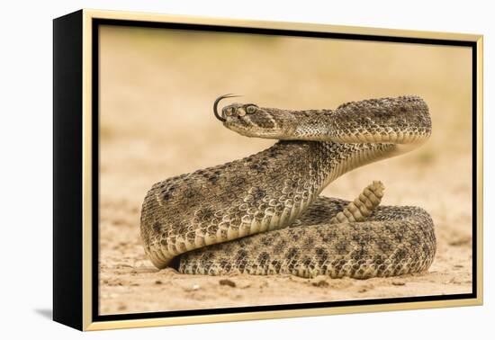 Texas, Hidalgo County. Western Diamondback Rattlesnake Coiled to Strike-Jaynes Gallery-Framed Premier Image Canvas