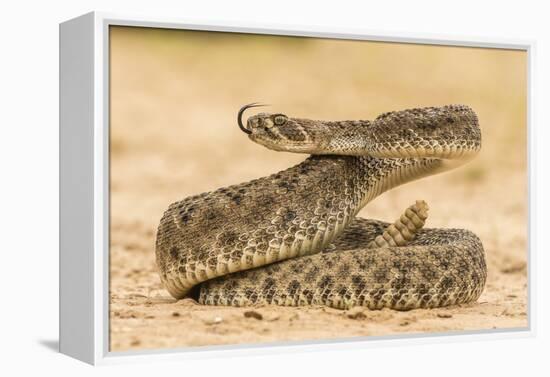 Texas, Hidalgo County. Western Diamondback Rattlesnake Coiled to Strike-Jaynes Gallery-Framed Premier Image Canvas
