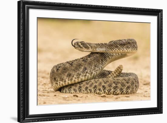 Texas, Hidalgo County. Western Diamondback Rattlesnake Coiled to Strike-Jaynes Gallery-Framed Photographic Print