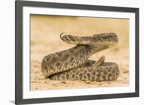 Texas, Hidalgo County. Western Diamondback Rattlesnake Coiled to Strike-Jaynes Gallery-Framed Photographic Print