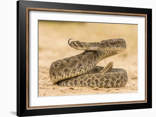 Texas, Hidalgo County. Western Diamondback Rattlesnake Coiled to Strike-Jaynes Gallery-Framed Photographic Print