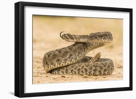 Texas, Hidalgo County. Western Diamondback Rattlesnake Coiled to Strike-Jaynes Gallery-Framed Photographic Print