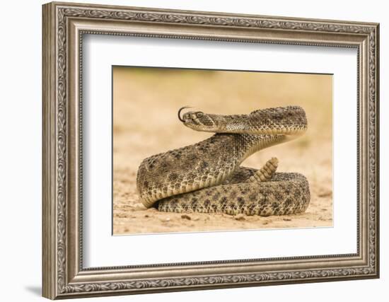 Texas, Hidalgo County. Western Diamondback Rattlesnake Coiled to Strike-Jaynes Gallery-Framed Photographic Print