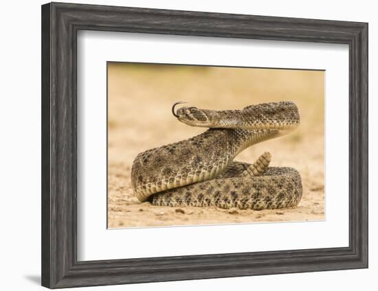 Texas, Hidalgo County. Western Diamondback Rattlesnake Coiled to Strike-Jaynes Gallery-Framed Photographic Print