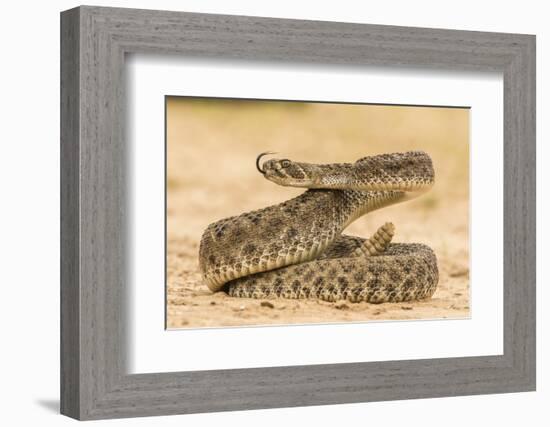 Texas, Hidalgo County. Western Diamondback Rattlesnake Coiled to Strike-Jaynes Gallery-Framed Photographic Print