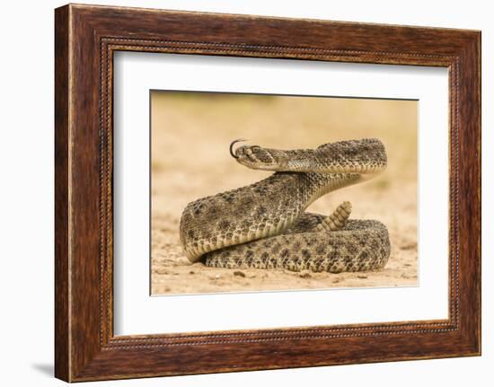 Texas, Hidalgo County. Western Diamondback Rattlesnake Coiled to Strike-Jaynes Gallery-Framed Photographic Print