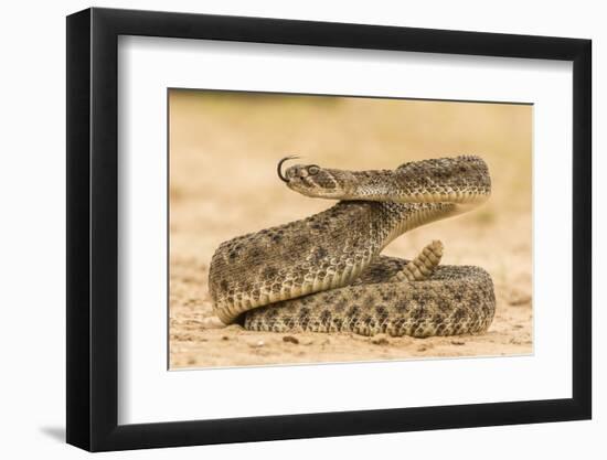 Texas, Hidalgo County. Western Diamondback Rattlesnake Coiled to Strike-Jaynes Gallery-Framed Photographic Print