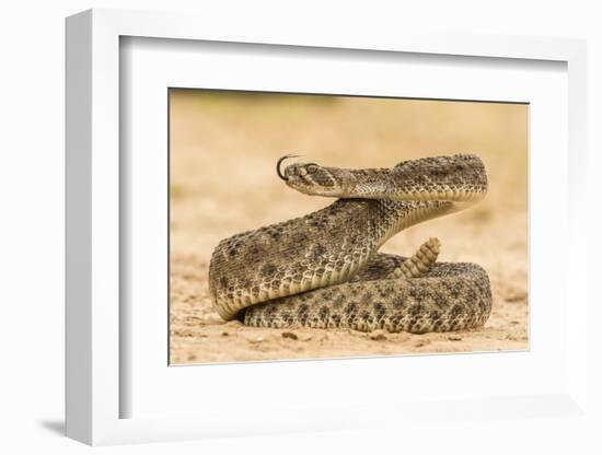 Texas, Hidalgo County. Western Diamondback Rattlesnake Coiled to Strike-Jaynes Gallery-Framed Photographic Print