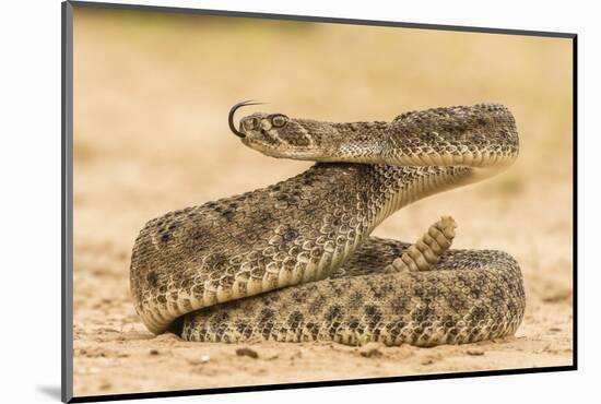 Texas, Hidalgo County. Western Diamondback Rattlesnake Coiled to Strike-Jaynes Gallery-Mounted Photographic Print