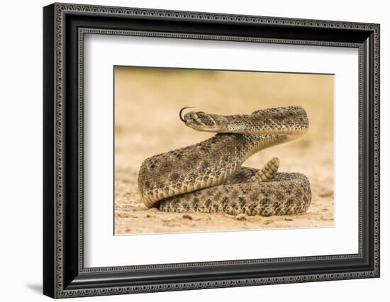 Texas, Hidalgo County. Western Diamondback Rattlesnake Coiled to Strike-Jaynes Gallery-Framed Photographic Print