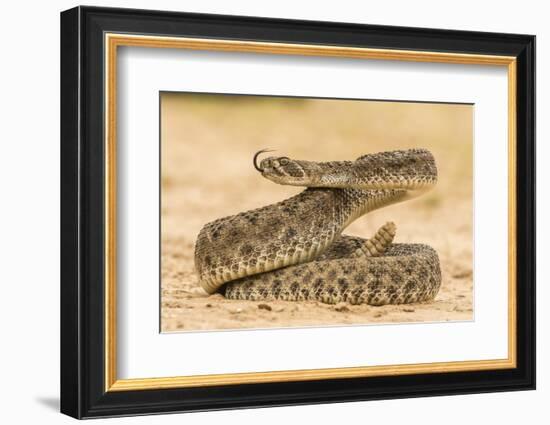 Texas, Hidalgo County. Western Diamondback Rattlesnake Coiled to Strike-Jaynes Gallery-Framed Photographic Print