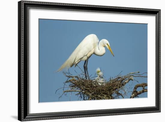 Texas, High Island, Smith Oaks Rookery. Great Egret Parent at Nest with Chicks-Jaynes Gallery-Framed Photographic Print