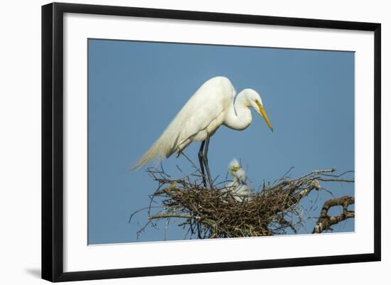 Texas, High Island, Smith Oaks Rookery. Great Egret Parent at Nest with Chicks-Jaynes Gallery-Framed Photographic Print