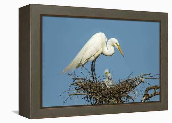 Texas, High Island, Smith Oaks Rookery. Great Egret Parent at Nest with Chicks-Jaynes Gallery-Framed Premier Image Canvas