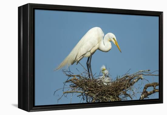 Texas, High Island, Smith Oaks Rookery. Great Egret Parent at Nest with Chicks-Jaynes Gallery-Framed Premier Image Canvas