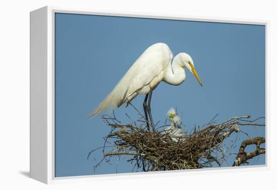 Texas, High Island, Smith Oaks Rookery. Great Egret Parent at Nest with Chicks-Jaynes Gallery-Framed Premier Image Canvas