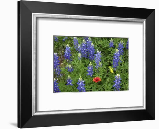 Texas Hill Country wildflowers, Texas. Bluebonnets and Indian Blanket-Gayle Harper-Framed Photographic Print