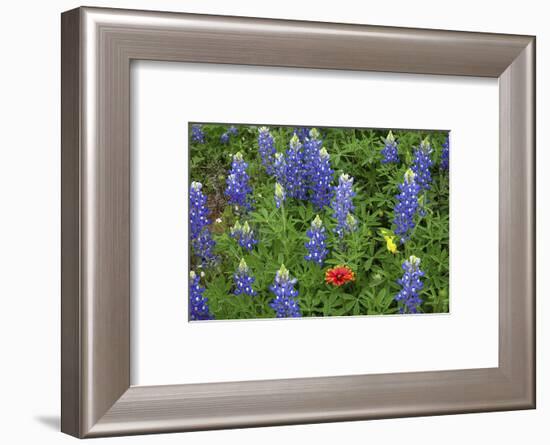 Texas Hill Country wildflowers, Texas. Bluebonnets and Indian Blanket-Gayle Harper-Framed Photographic Print