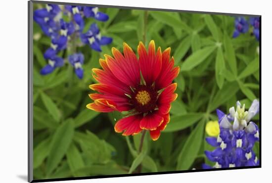 Texas Hill Country wildflowers, Texas. Bluebonnets and Indian Blanket-Gayle Harper-Mounted Photographic Print